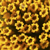 Yellow Flower